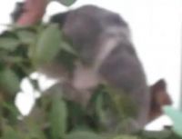 Koala.. So Cute Animal
