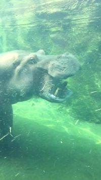 Hippo