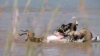 African Wild Dogs Eat The Genitals Of Male Impala
