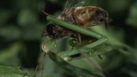 Praying Mantis Getting Some Head