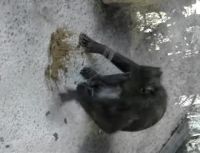 Kinky Monkeys
