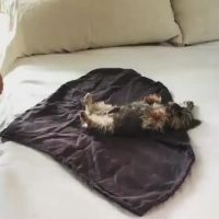 Brutal Uncensored Mummification Of A Live Dog