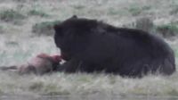 Bear Eats Elk Alive
