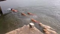 VV Rare Flock Of Danegerous Water Doggos Try To Eat A Hooman! Close Eyes Plz, Scary!