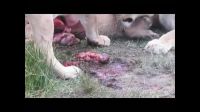 Lions Eat Pregnant Warthog Alive While A Fetus Crawls Around