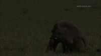 Baboon Tearing Dat Ass Up!