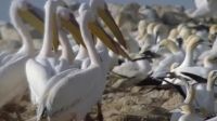 Pelicans Eating Gannet Fledglings