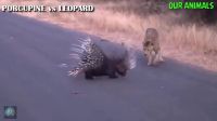 Patient Leopard Vs Cocky Porcupine