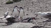 Giant Petrel Carnage