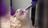 XHamster