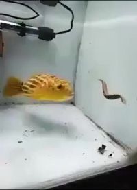 The NOPE Fish