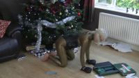 Bad Puppy Got Into The Presents Too Early