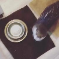 Big Black Dick