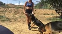 Someone Train My Dogs