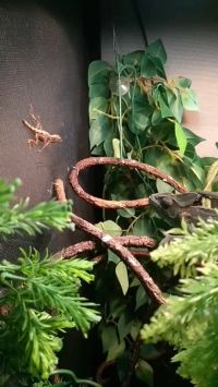 My Chameleon Eating A Lizard In 60fps SlowMotion