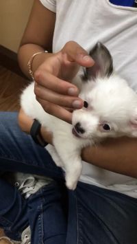 FErocIoUs DoGgo EaTS POOr WOMan'S Limbs One By ONe WHILE SHe'S STiLL ALivE