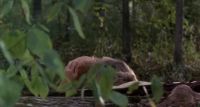 Valerie Hartman – Sleepaway Camp II: Unhappy Campers