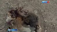 Russian Spetsnaz Removes IED From Fighter's In Syria