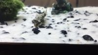 Baby Fuhaka Puffer I Brought Home Is Definitely Eating The Tiny Snails I Added To The Tank NSFW?