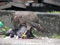 Dick Eats Another Dick Alive