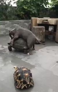 Attacking The Turtle