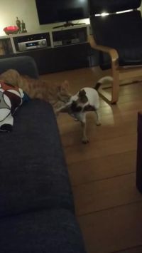 Jack Russel Terrier Gets Fucking Mauled To Bits By Big Cat's Claws