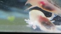 You Can See My Axolotl's Heart Beat Through His Skin